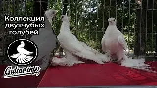 КОЛЛЕКЦИЯ  ДВУХЧУБЫХ ГОЛУБЕЙ / PIGEONS / TAUBE 