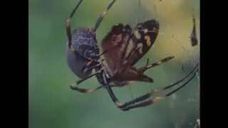 SPIDER KILLING BUTTERFLY