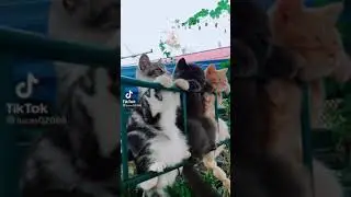 Три кота на отдыхе