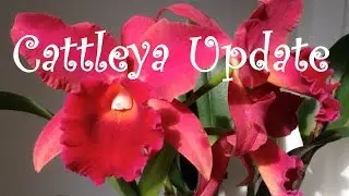 Windowsill Cattleyas Update December
