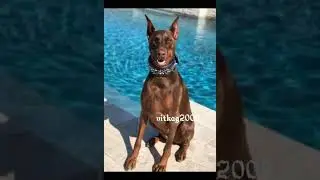 Эдит доберман🐾🤗 Давайти набирюм на это вилео Актив!!🙏💕🤤