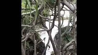 Stradbroke Island Headlands