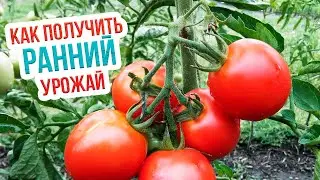 Высадка томатов в теплую грядку. Пересадка рассады ранних помидор в теплицу