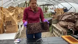 Diagnosing American Foulbrood in Honey Bee Colonies