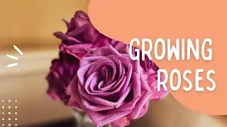 Can you grow new roses from store bought roses?