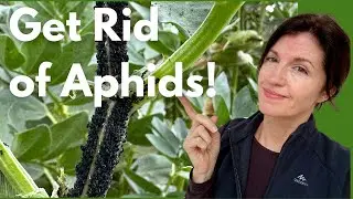 APHIDS & the 3 BEST Ways to Get Rid of Them!