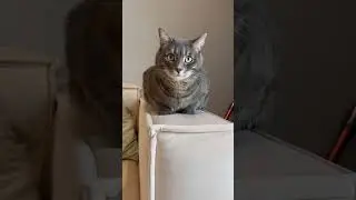 А ваши питомцы портят мебель? 🙀 