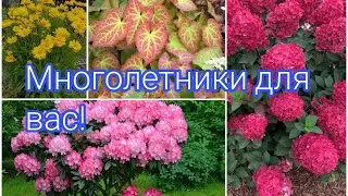 МНОГОЛЕТНИЕ ЦВЕТЫ И ДЕКОРАТИВНЫЕ КУСТАРНИКИ, ВСЁ ДЛЯ ВАШЕГО САДА 🌺🌺🌺