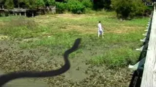 Giant Snake