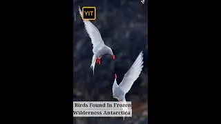 Antarctic Bird Species | A Frozen Wilderness Discovery #birds #birdslover #species #Antarctic_birds