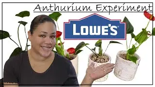 Lowes Anthurium Experiment With Different Substrates #plants #lowes #anthurium #experiment #new