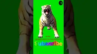 Various gestures of Tiger 🐯 #short #green #greenscreenvideo #animation