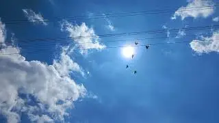 Ставропольская порода голубей - кофейные (рыжие)