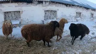 Эдильбаевские осеменаторы .