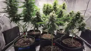 How To Grow Weed Indoors From Seed to Harvest For Beginners 2023 Weekly Grow Series Part 12 Flower