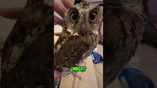 Adik Bibib Lucu banget‼️Leher Burung hantu kecil Bubu!😂#owl  #pets  #funnyvideo #cute #animals