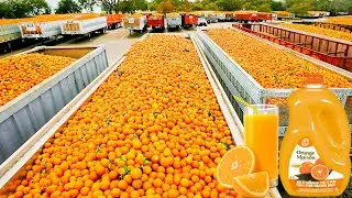 How Orange Juice Is Made In Factory | Fresh Orange Juice Factory Process