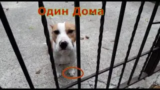 Амстаффу Зевсу скучно, провожает хозяина. Вот так бывает когда ты остался один дома. Собака на сене.