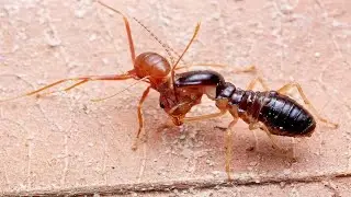 Termite Colony vs Ant Army!