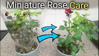 How to care for your Valentines Miniature Rose | Grow your Own