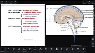 Желудочки головного мозга. Ликворная система за минуту #анатомия