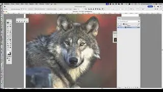 partie 01 ADOBE ILLUSTRATOR 2025… Une tête de loup dessinée puis colorisée