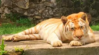 have you ever seen this kind of tiger 🐅 #Animals_Rise #animalslovers #animalsvideo