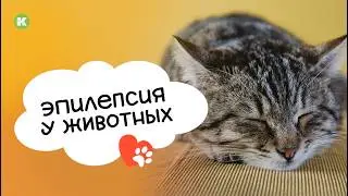 Эпилепсия у животных