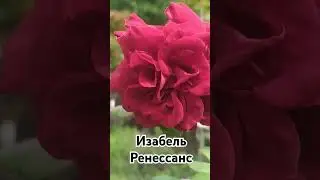 Изабель Ренессанс