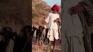 Goat Sounds (in India)