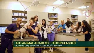 Alii Animal Hospital & Resort