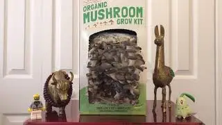 Growing Oyster Mushrooms - Back To The Roots