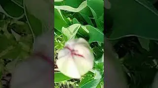 Зацвели тюльпаны.