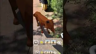 Make AR Development easier with the magic bar #ar #unity3d #arfoundation #gamedev #augmentedreality