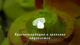 Криоконсервация и хранение яйцеклеток