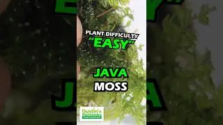 JAVA MOSS SUPER EASY LOW LIGHT AQUARIUM PLANT For Sale!