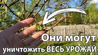 Проверьте молодые листья Плодовых деревьев и кустарников весной, если хотите, чтобы был Урожай