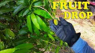 Fruits Dropping Early? Watch This!