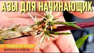 📌ОРХИДЕИ! АЗЫ ДЛЯ НАЧИНАЮЩИХ! «Р» - РАЗМНОЖЕНИЕ ОРХИДЕЙ! ОРХИДЕИ СОШЛИ С УМА! ВОПРОСЫ❓ И ОТВЕТЫ!