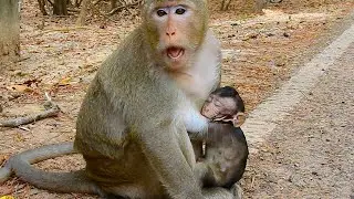 What happen to Carbzilla group all they are cry / Monkey Post