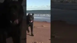 Black lab takes human out for a hike along the beach  #canada #hiking #novascotia