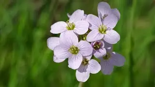 SCIENTIFIC NAME : Cuckoo Flower