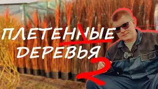 ЭТО ЧУДО! ПЛЕТЕНЫЕ ДЕРЕВЬЯ ИЗ СОРТОВОЙ ИВЫ. ЧАСТЬ 2. КАК СПЛЕСТИ ДЕРЕВО? ПОСАДКА ПРУТА.