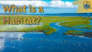 What Is A Habitat | Educational Videos for Kids