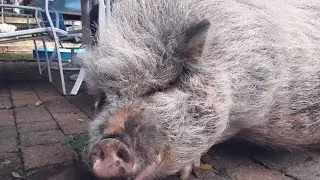 i have a lot of strange animals