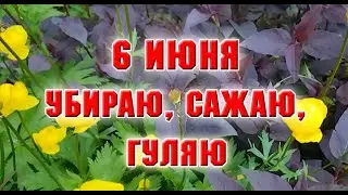 6 июня.  Убираю, сажаю, гуляю