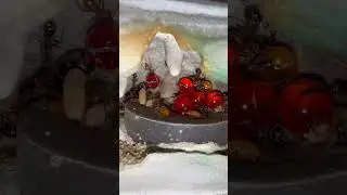 What’s Inside My Honeypot Ant Colony?
