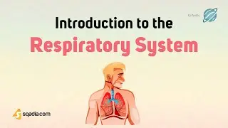 Introduction to the Respiratory System | Medical School Anatomy and Physiology