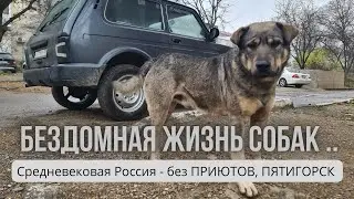 БЕЗДОМНАЯ ЖИЗНЬ СОБАК.. Пятигорск без приютов для животных.