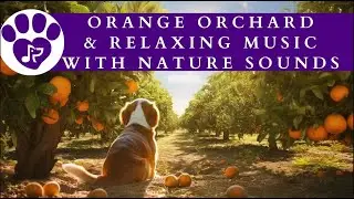 Orchard Music with Nature Sounds: Relaxing Pet Music 🍊  A Soothing Experience for Cats and Dogs